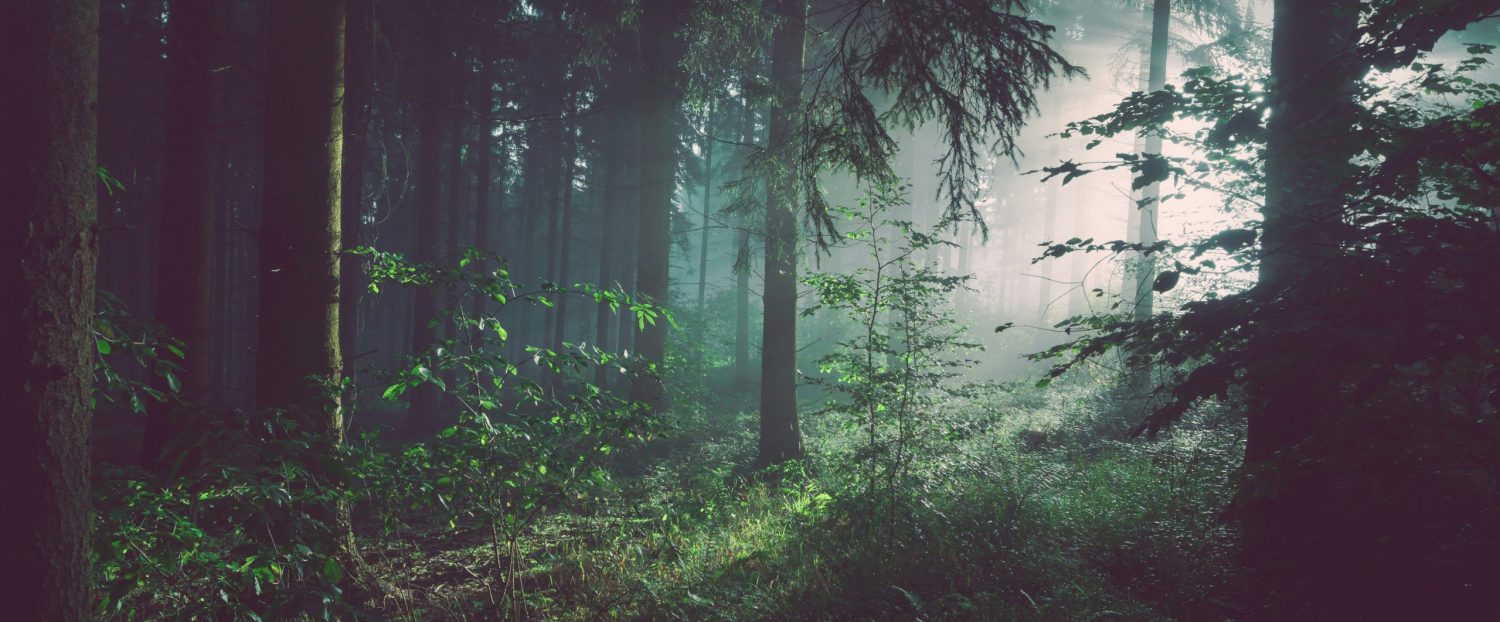 Sebastian Unrau Unsplash image of the forest, thank you